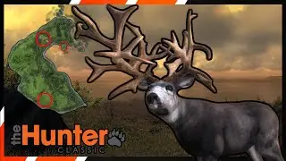Hunt THIS LAST SPOT Now | Loggers Point Setup Review#1 | TheHunter Classic