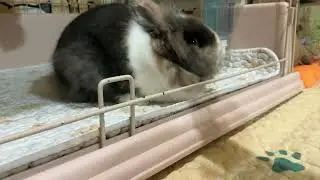 小兔兔愛沖涼🐇🚿