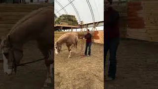 Teaching the lay down part 1