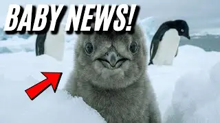 Penguin family has a baby! | Animal Love Story