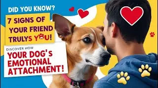 IS YOUR DOG EMOTIONALLY ATTACHED TO YOU DISCOVER 7 SIGNS OF EMOTIONAL ATTACHMENT NOW!