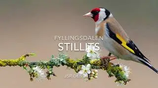 Stillits