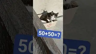 #топ #юмор #котики #cat #одесса #funny #shorts #kids #youtubeshorts