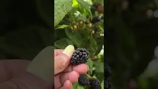 Black Berry looks like - full filling experience #berrypicking #blackberry #oregon #usa #berry