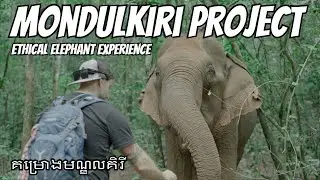 WILD Elephants in MONDULKIRI Cambodia's Jungle! ដំរីមណ្ឌលគិរី