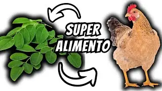 ESSA FOLHA N&Atilde;O &Eacute; CHAMADA &Aacute;RVORE DA VIDA A TOA! CURA TODAS AS DOEN&Ccedil;AS DA SUA CRIA&Ccedil;&Atilde;O! ( MORINGA )