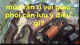 m&ugrave;a rắn ri voi giao phối cần phải lưu  &yacute; những g&igrave;.