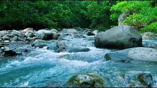 Fall Asleep Fast with Peaceful Forest River Sounds, Deep Sleep, Water Flow All Night Relaxation
