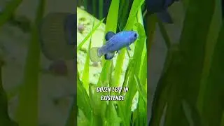 Exploring Devil's Hole | Secrets of the Endangered Pupfish