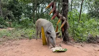 Creative boar Trap - Minute Experiment boar Trap Make By Sharp wood with Hand Saw #animals #campping
