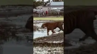 Tiger attack in village #sunderbon #fishing #love #komir #fish #tiger #sunderbon para