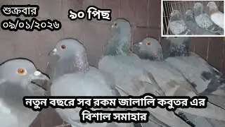 লাল বড্রার কালো মিলি মাকসি সবজি জালালি কবুতর বিক্রি করা হবে ||০১৫৭৬৬১৭২৮৬||
