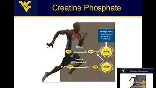 Energy Metabolism: Where does energy come from for muscle contraction?