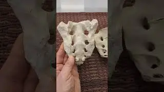 Sacrum and Coccyx