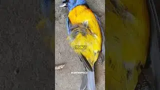 Mass Bird suicide - Strange Phenomenon in entire World ! #shorts  #facts