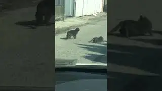 Cats making out