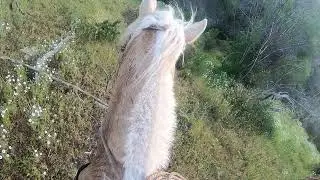 laceros cuadrilla los gato #8