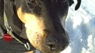 feefers wants a cookie.AVI