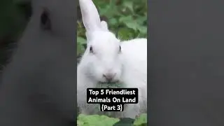 Top 5 Friendliest Animals On Land (Part 3) #TopFiveList #TopWhatever #TopList
