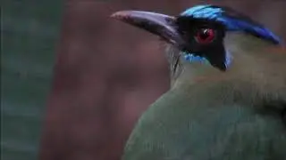 Burgo (Momotus momota)