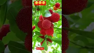 Bayberry fruits 😋😋 #bayberry #fruitsgarden #shorts
