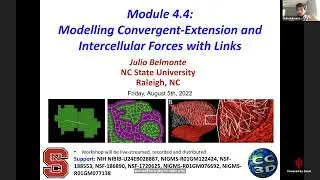 CompuCell3D  Workshop 4.4 Convergent Extension and Links August 5  2022