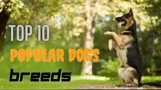 Top 10 Popular Dogs Breeds 2021 | Dog Breeds Videos | Borny with Pets