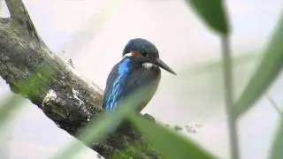 Kingfisher (Close Up)