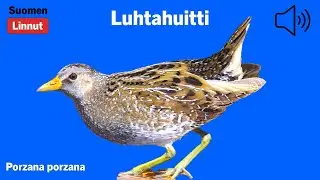 Luhtahuitti - Porzana porzana - Spotted Crake - sm&aring;fl&auml;ckig sumph&ouml;na - PORPOR