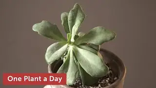 Kleinia galpinii Houseplant Care &mdash; 248 of 365