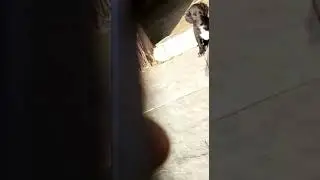 JANWAL PASHMI INDIAN HOUND INDIAN NATIVE BREED MAHARASHTRA  LATUR JILA CHAKUR TALUKA  JANWAL  TOWN