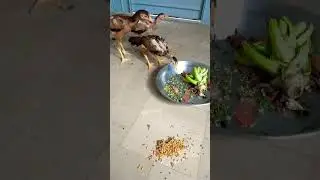 My aseel chicks eating natural feed #chicks #organic