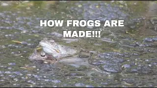 Life cycle of a frog: #nature #learning #amphibians