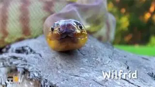 Meet Wilfrid!! - Animals Anonymous