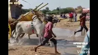 bull cart festival whatsapp status video
