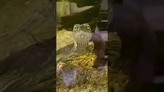 This Mississippi Map Turtle Just Loves Getting Some Attention!