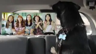 Bandit Misses Hello My Twenties