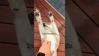 Praise the sun (with belly rubs) #cutenessoverload