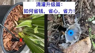 滴灌升级篇：滴头 Emitter 的选择，如何省钱，省心，省力！告别盆栽手动浇水！