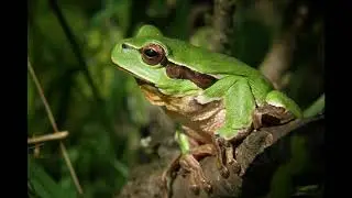 Frog Sound Effect  #shorts