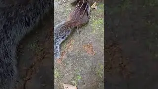 squirrel#home#poor animal#what happened#is he sleeping?