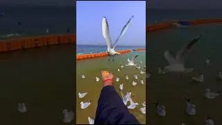Siberian#youtubeshorts #shortvideo #ytshorts #siberianBird#