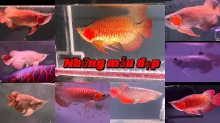 Những mẫu cá đẹp từ bối đến huyết - hàng chơi xuân anh chị ơi 😘😘😘