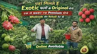 पूरे भारत में ऐसी नर्सरी नहीं मिलेगी सबसे कम रेट में एग्जॉटिक फ्रूट प्लांट नर्सरी.