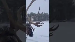 The reindeer safari in Lapland, Finland 😍🦌🇫🇮⛄️❄️ #shorts