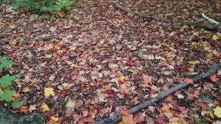 Inside the Woods in Milliken Park 