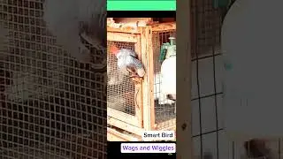 SMART & INTELLIGENT BIRD | Amazing Avian Intelligence & Problem-Solving Skills