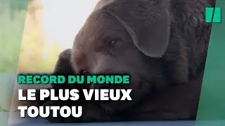 Voici Bobi, le chien le plus vieux de tous les temps