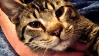 Frankie belly rub.