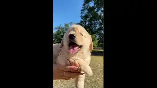 Chief Dog Officer Sailor is growing up so fast 🥹#StaroftheSeas #dog #puppy #cruise #goldenretriever